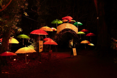 Night Garden Xmas lights at Lost Gardens