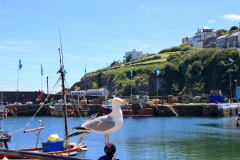Resident chip thief at Mevagissey